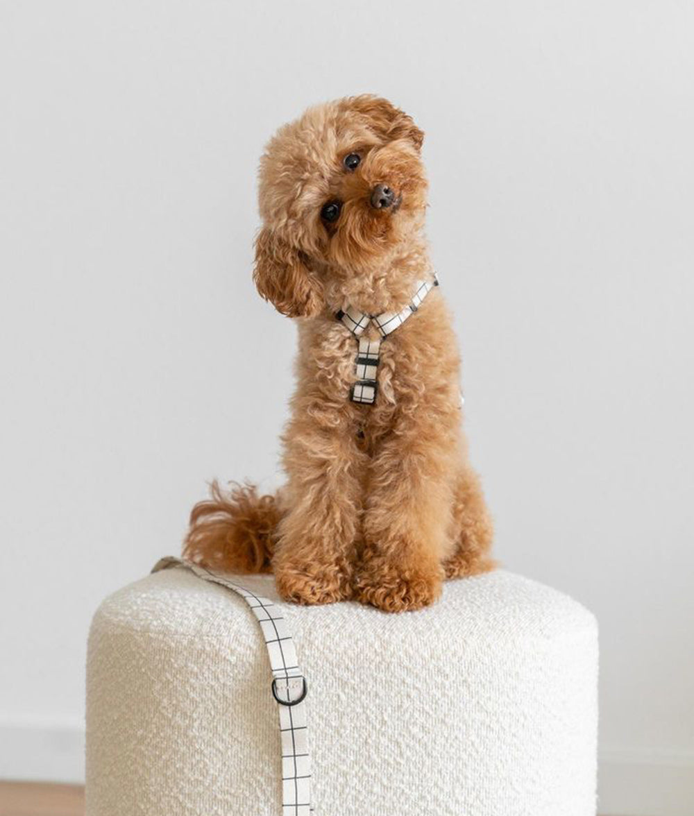 Arnés PET Reciclado Diseño Linea Beige, Juno