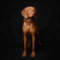 The "Ostrich" collar LIMITED